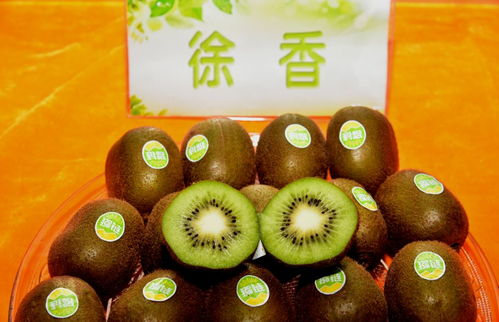 城固猕猴桃 自然好味道，健康新选择