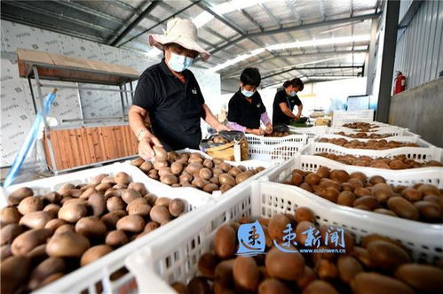 猕猴桃铺就致富路