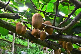 和平猕猴桃熟了，国家地理标志产品火热上市