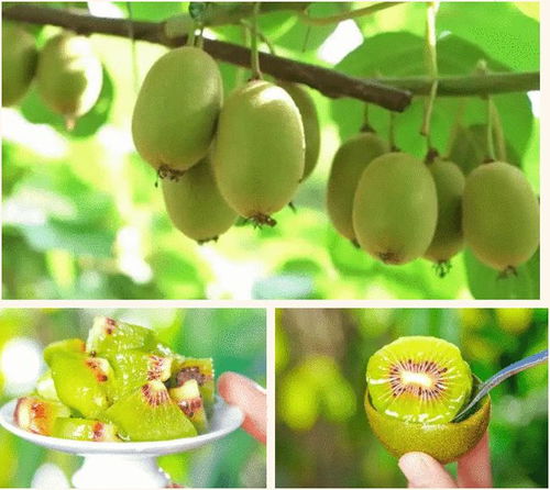 山泉滋养，甜美多汁——快来品尝分水优质猕猴桃