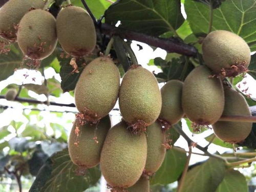 小产业撬动脱贫致富大杠杆——南召县石门乡猕猴桃销售纪实