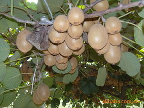 大量供应优质猕猴桃苗，品种齐全，基地直销指导价