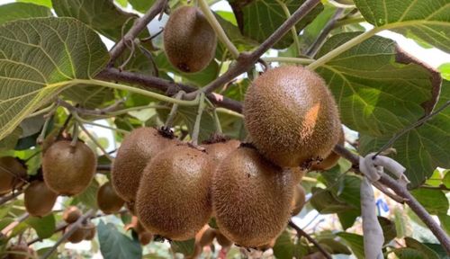 陕西特产优惠来袭 从秦人咥美味到洛南木耳与安康原生态猕猴桃