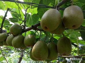 千里奔赴曹子山，科技扶贫结硕果——猕猴桃销售助力乡村振兴