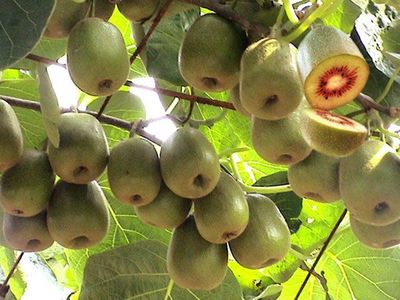 猕猴桃产品删除页操作指南与销售影响评估