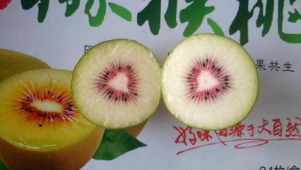 播州三岔迎丰收 红心猕猴桃采摘忙