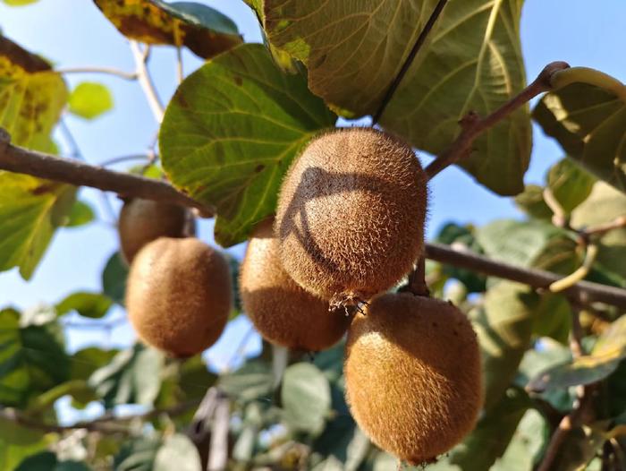 百名采购商陕西果业产区行 走进猕猴桃之乡，聚力拓宽销售新通路