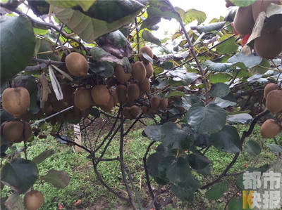 周至十万斤猕猴桃丰产滞销，果农期盼客商助农解忧