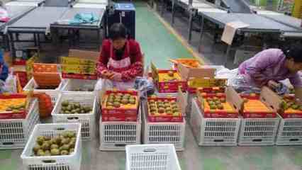 健康农产品陕西行走进齐峰果业，见证真正猕猴桃的自然之味与品牌力量