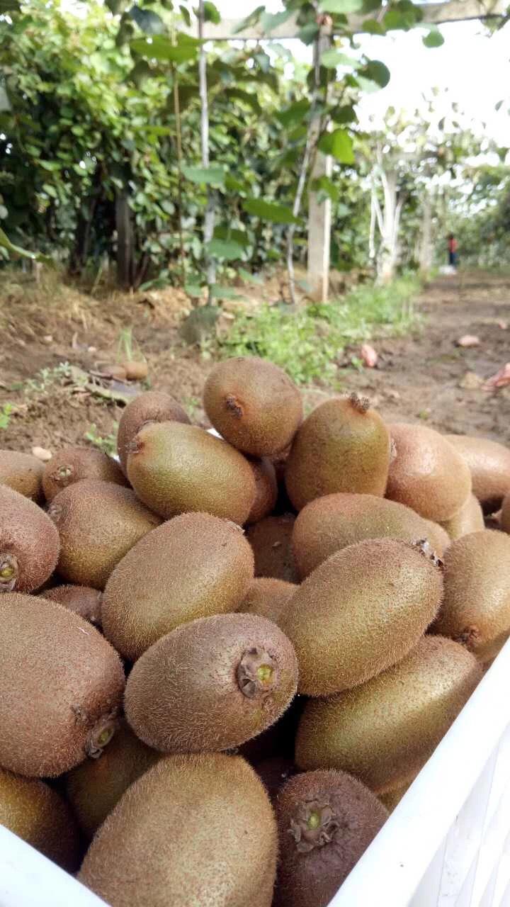 周至翠香猕猴桃 品质与市场的完美邂逅