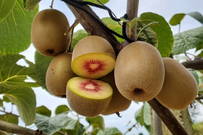 赞！马边红心猕猴桃首航直供香港，开启高端市场新篇章