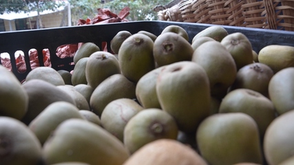 开阳县龙水乡 金果飘香迎丰收，猕猴桃采摘正当时