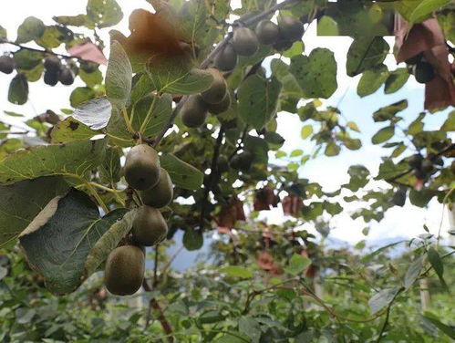 德威镇海子村 200亩猕猴桃挑大梁，甜蜜产业富乡村