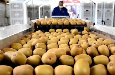 从分选加工到市场销售 探索猕猴桃产业的精细化发展之路