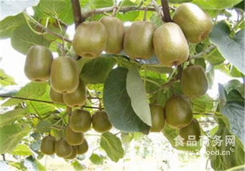 猕猴桃市场行情分析 熟粉价格走势与产品报价参考