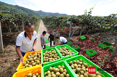 洞见趋势，销路共赢 中外专家携手破解红心猕猴桃全球销量升级密码