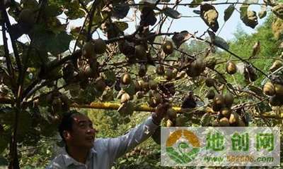 杨桃每斤卖15元，陕西安康朱明海带贫困户致富的猕猴桃销售传奇