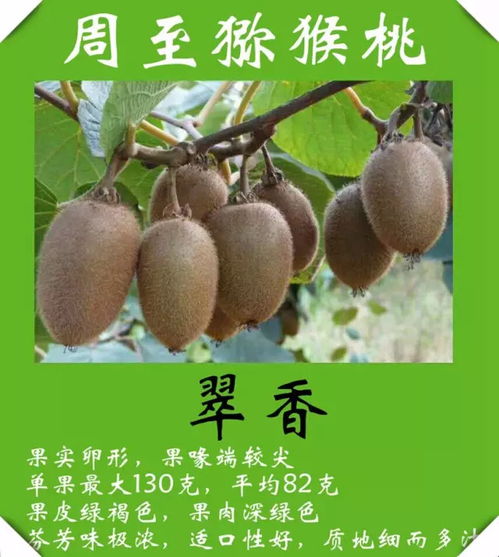 克拉玛依人专享 猕猴桃直采直销基地，新鲜包邮到家