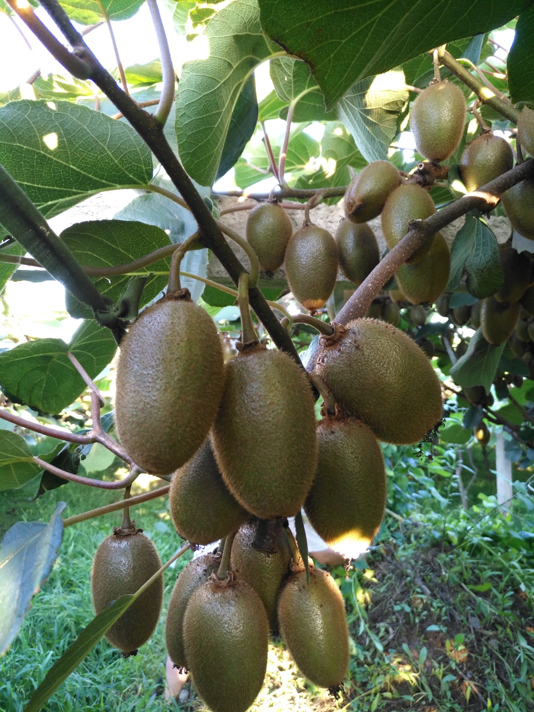 陕西周至 正宗翠香与徐香猕猴桃，不甜不要钱的品质承诺