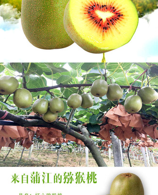 四川红心猕猴桃 现摘现发的新鲜佳果