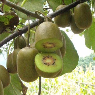 红心猕猴桃百科 营养价值、选购指南与市场销售前景