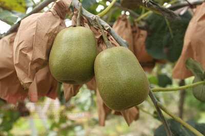 2020年四川红心猕猴桃产地批发与团购价格分析